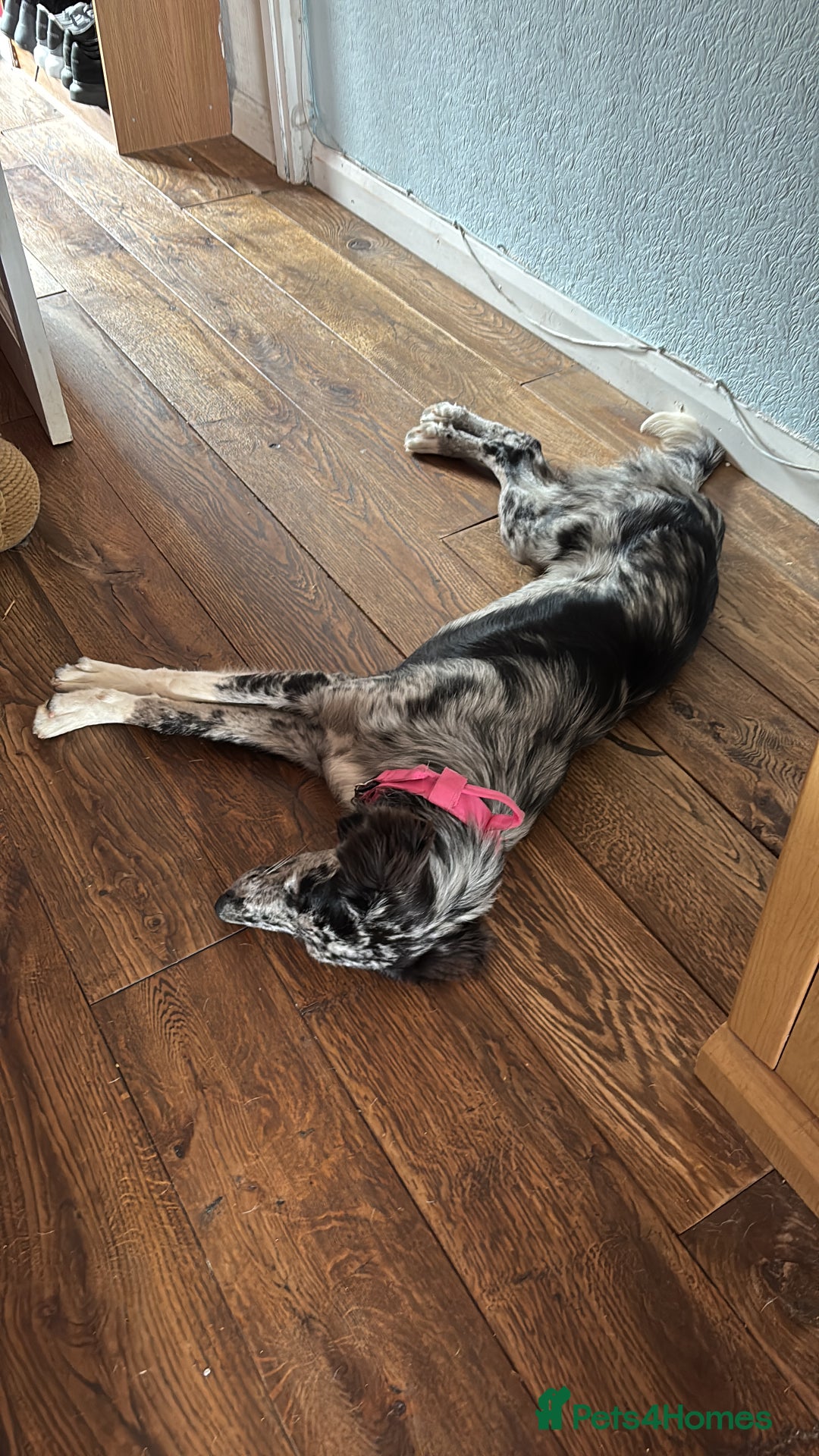 Golden Retriever dogs for sale: Border collie/ saluki mix  - Image 2