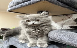 British Shorthair cats for sale: 4 Gorgeous British Blue Kittens  - Image 5