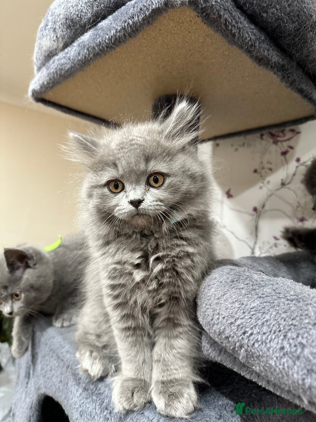 British Shorthair cats for sale: 4 Gorgeous British Blue Kittens  - Image 5