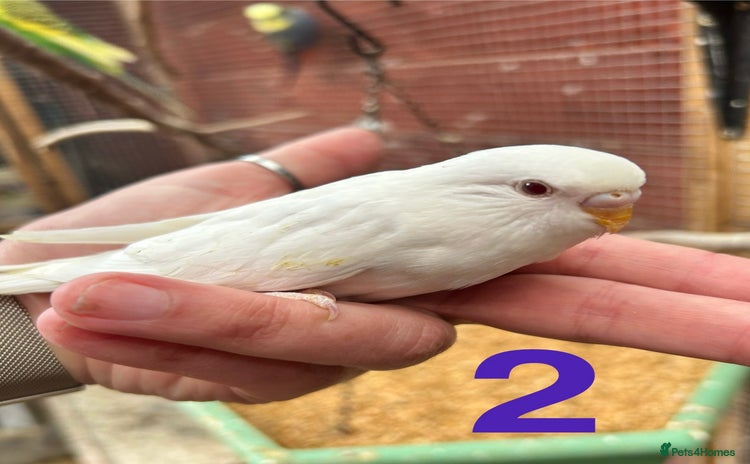 Budgerigars birds - Advert 5