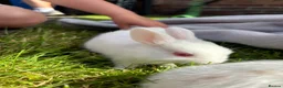 Mixed Breed rabbits for sale: Gorgeous mixed dwarf lop bunnies  - Advert 16