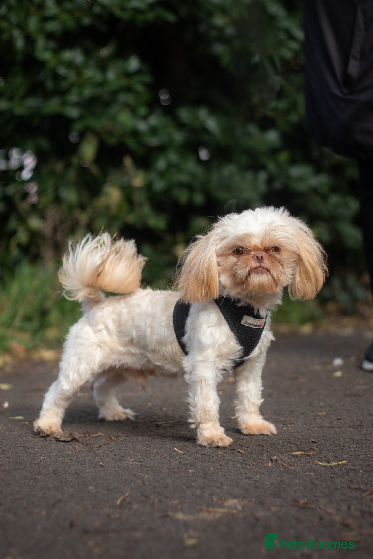Shih Tzu dogs WAFFLES Karashishi Imperial Shihtzu for stud   - Advert 2
