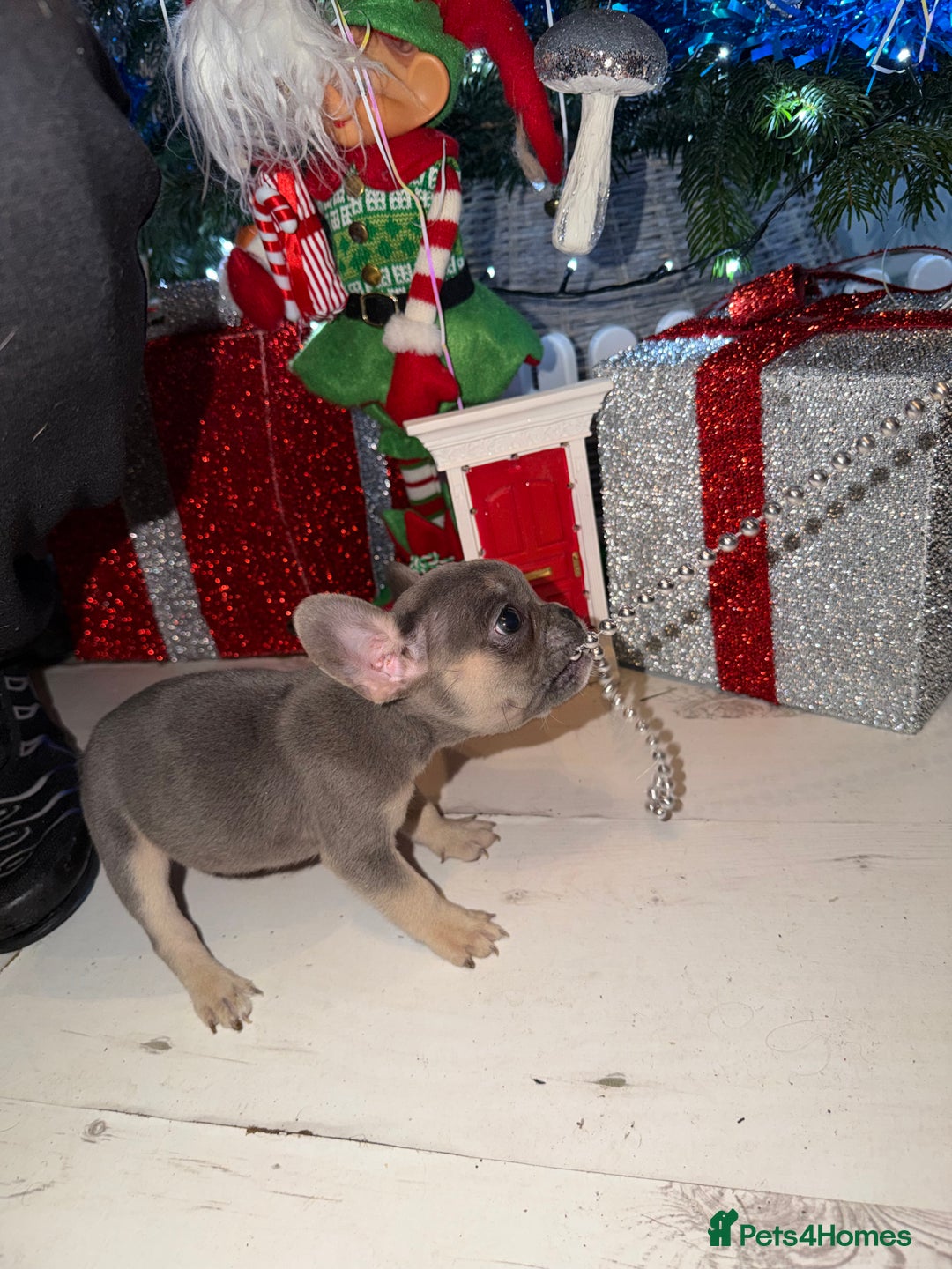 French Bulldog dogs for sale: French bulldog puppies  - Advert 39