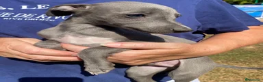 Whippet 1