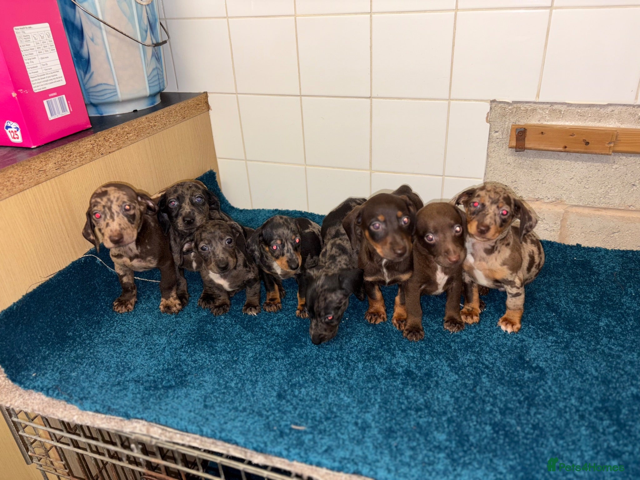 Dachshund dogs Miniature dachshund - Advert 1
