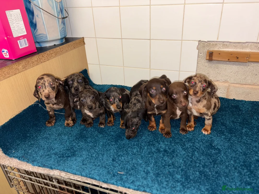 Dachshund dogs for sale: Miniature dachshund - Advert 1