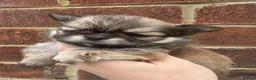 Chihuahua dogs for sale: Kc male long coat chihuahua puppies.  in South Shields - Advert 5