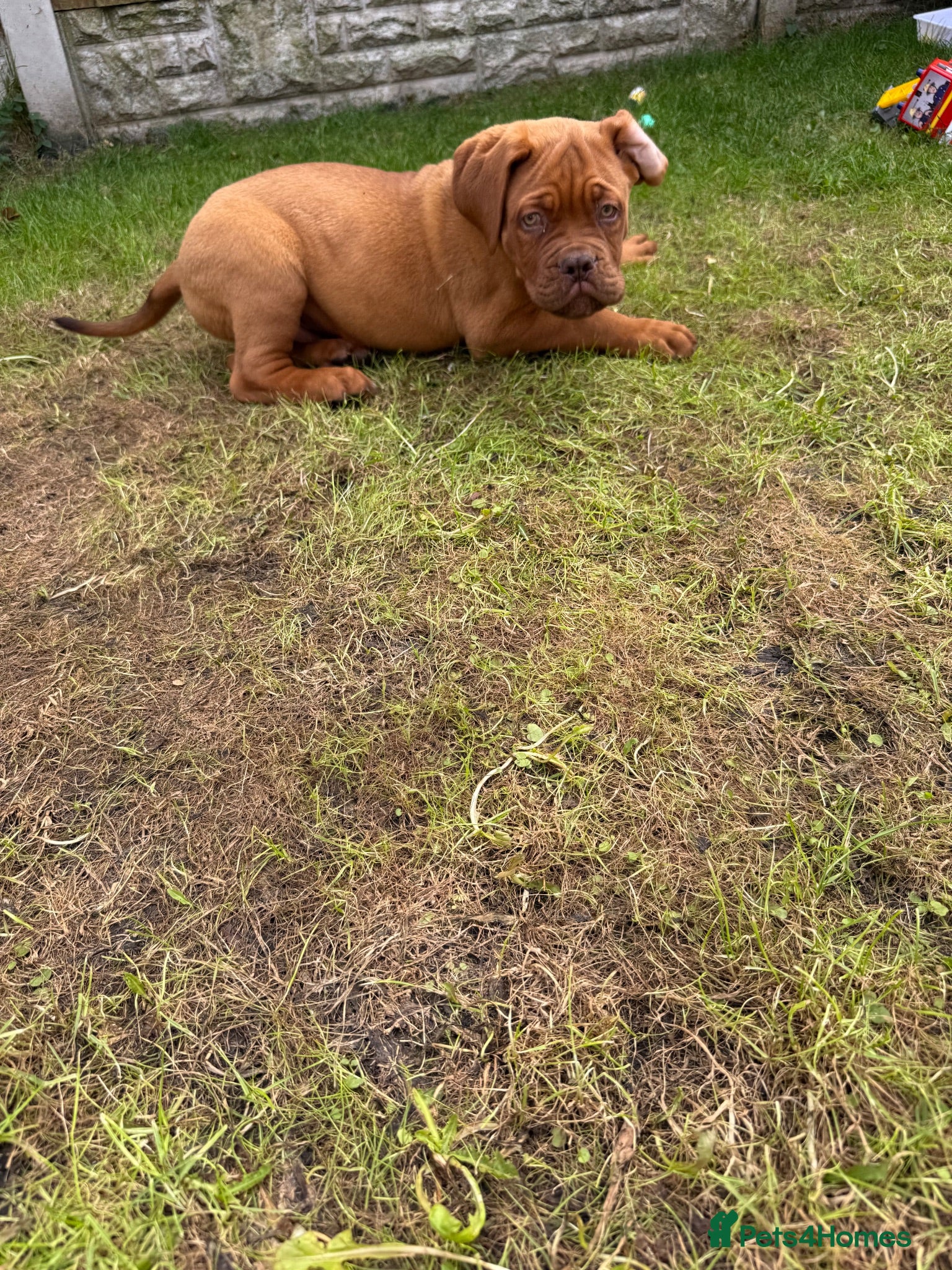 Dogue De Bordeaux dogs **world class puppy’s. READY NOW** - Advert 1