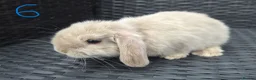 Mini Lop rabbits for sale: Pure Bred Mini Lop babies - Ready Now - Advert 7