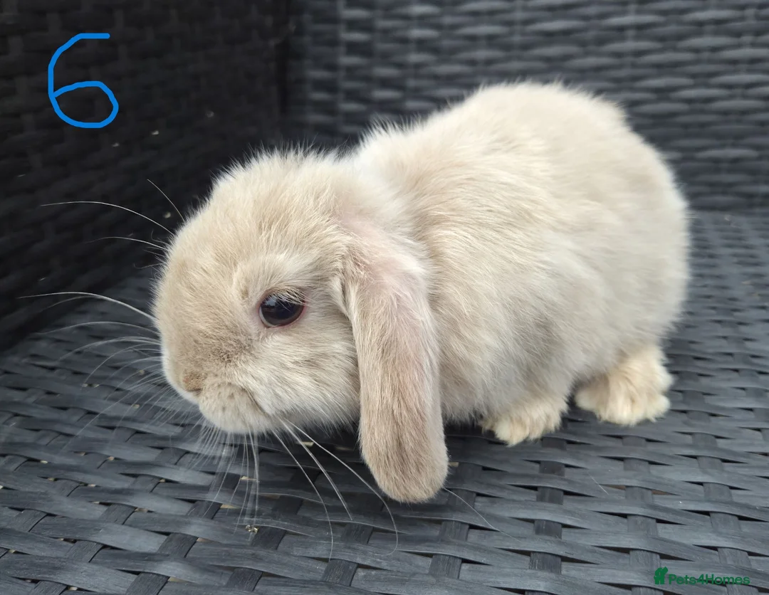 Mini Lop rabbits for sale: Pure Bred Mini Lop babies - Ready Now - Advert 7