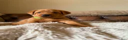 Labrador Retriever dogs for sale: Fox red Labradors puppy  in Yelverton - Advert 27