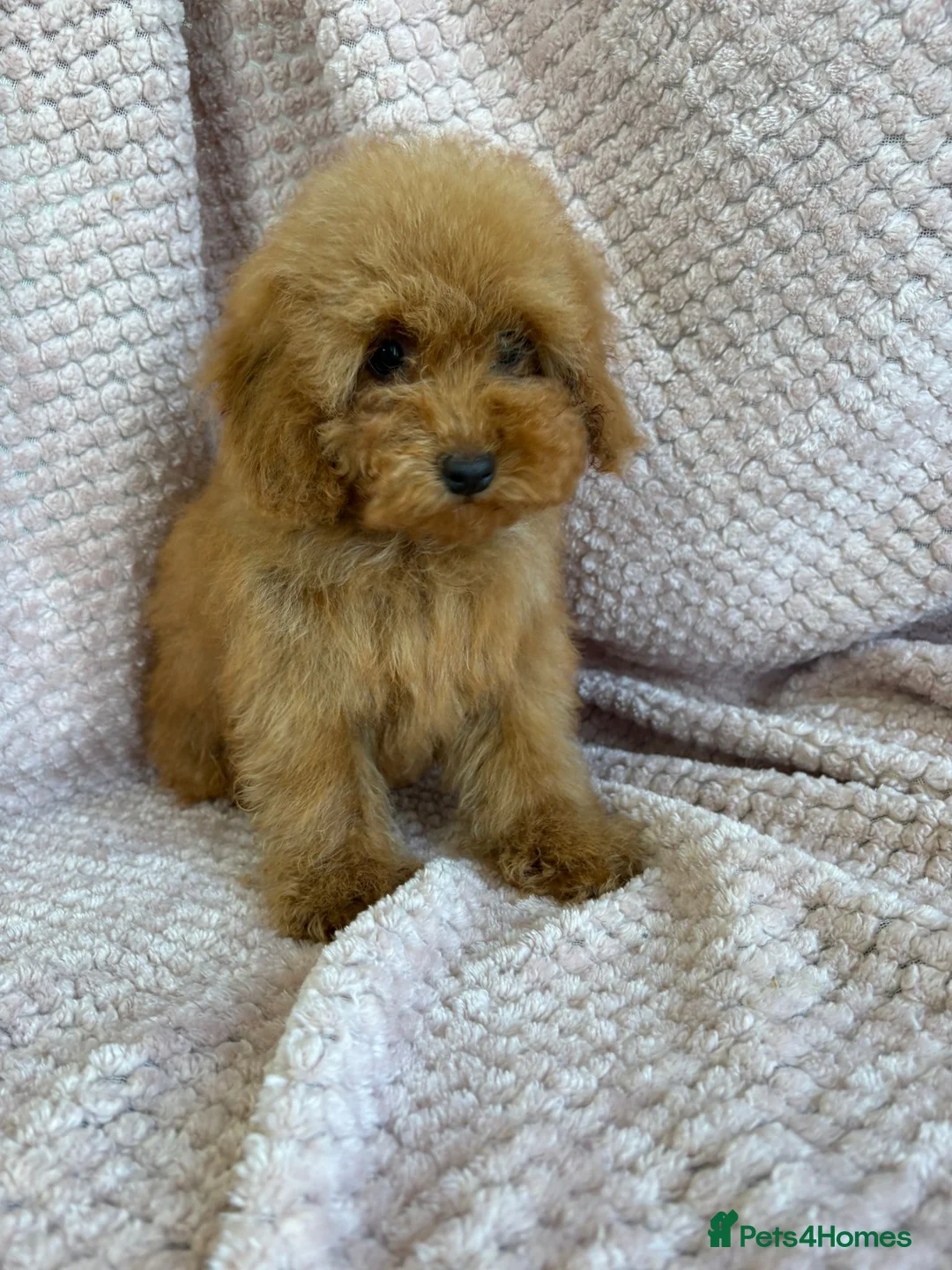 Toy Poodle dogs for sale: Toy poodle - Advert 11