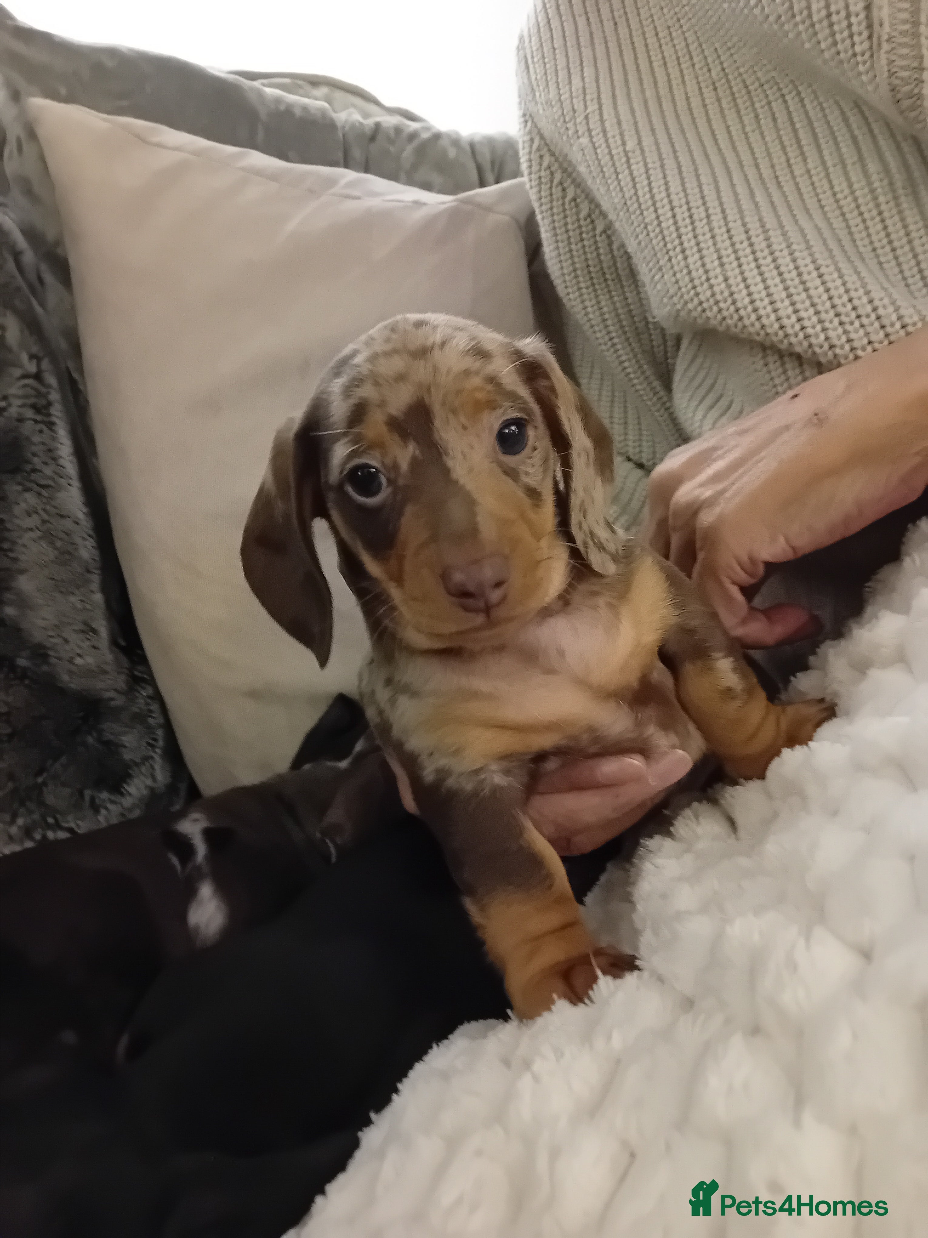 Dachshund dogs 3 beautiful small dachshund puppies  - Advert 5