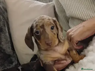 Dachshund dogs 3 beautiful small dachshund puppies - Advert 5