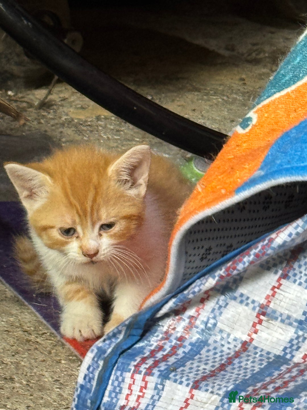 Mixed Breed cats for sale: Mix breed male kittens for sale  - Image 7