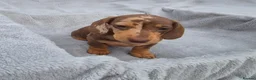 Miniature Dachshund dogs for sale: Gorgeous KC Registered, PRA Clear puppies  in Harlow - Advert 13