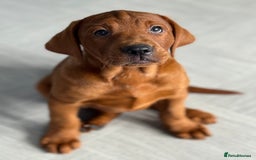 Labrador Retriever dogs for sale: Ready to leave - Exceptional Fox Red Labradors  - Image 21