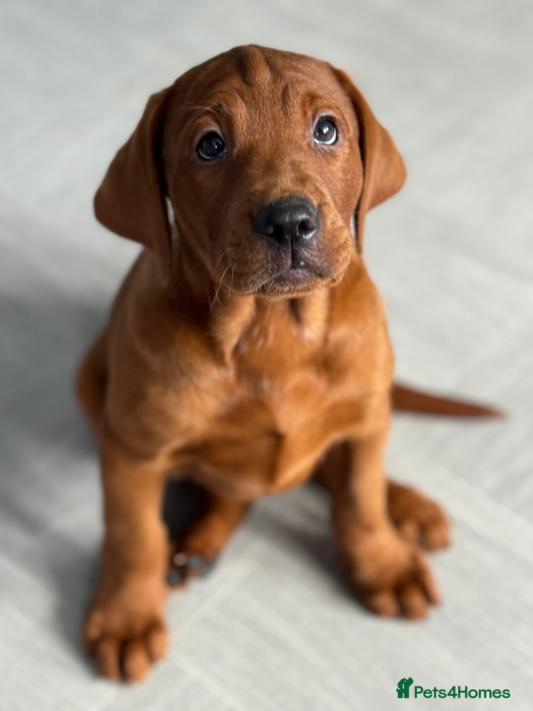 Labrador Retriever dogs for sale: Ready to leave - Exceptional Fox Red Labradors  - Image 21