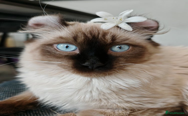 American Curl cats in Oldham - Advert 1