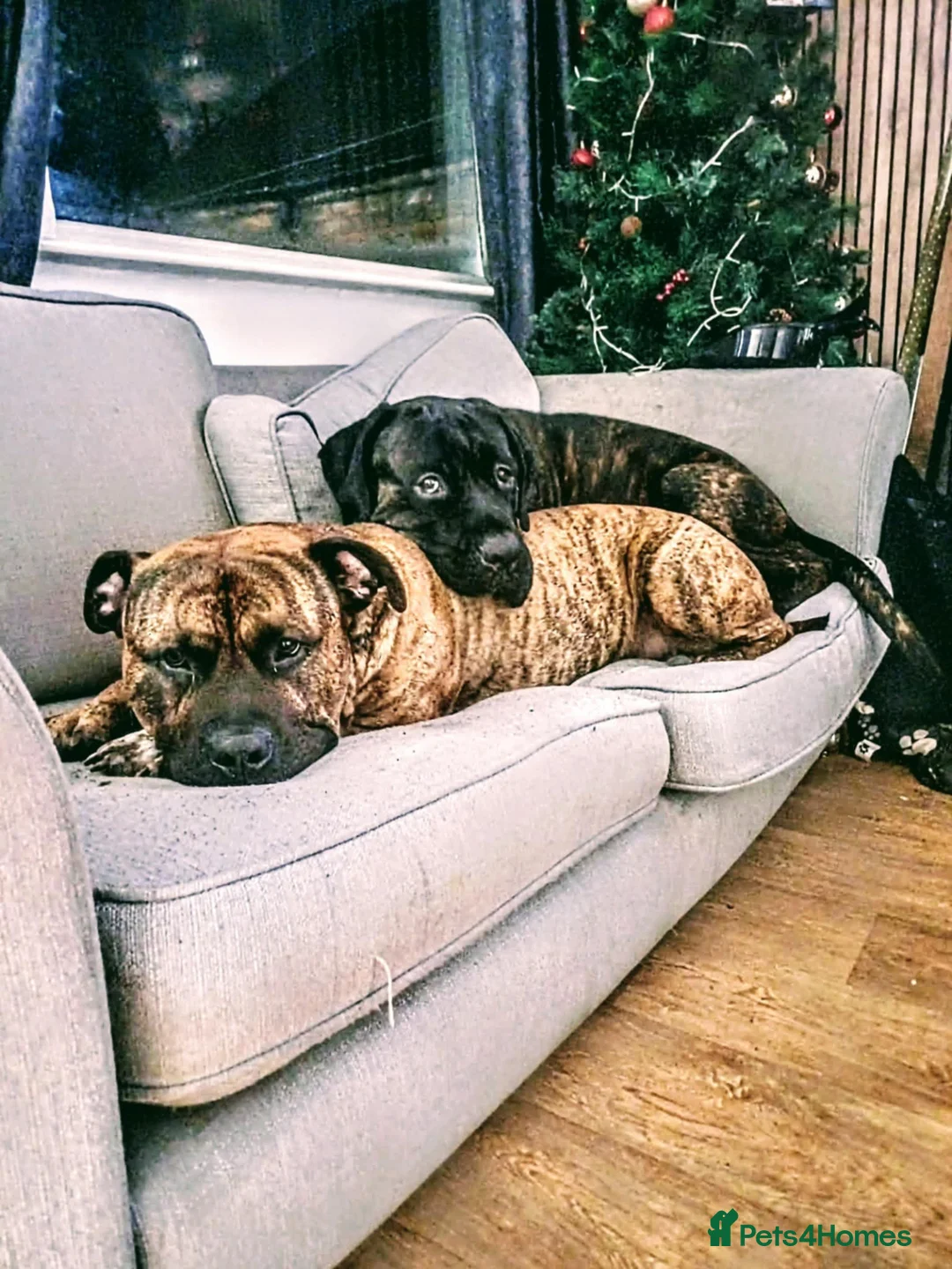 Mixed Breed dogs for sale: CANE CORSO X PRESA CANARIO PUPS £850 - Advert 2