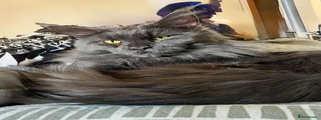 Hades