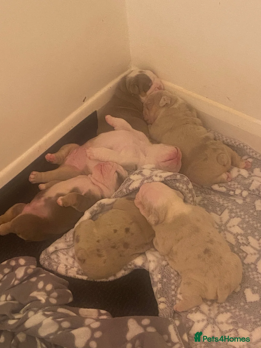 English Bulldog dogs for sale: The most beautiful bulldogs in manny - Advert 10