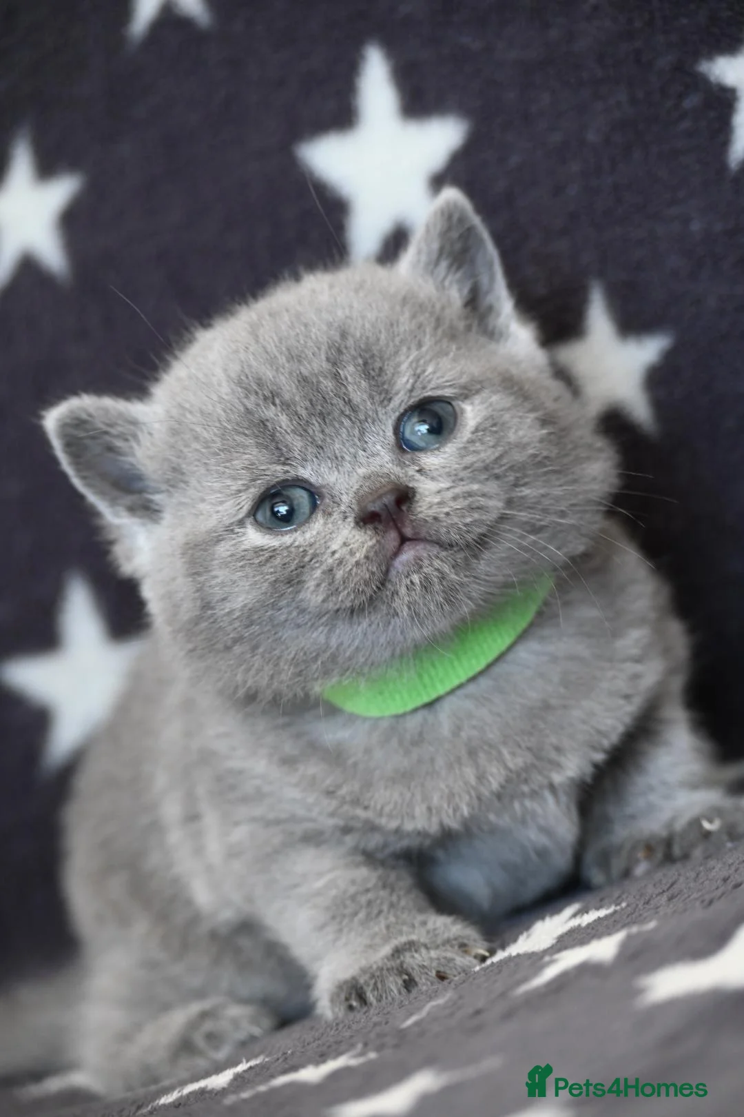 British Shorthair cats for sale: Ready in December British short-hair kittens - Advert 2