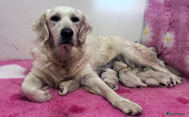 Golden Retriever dogs - Advert 11