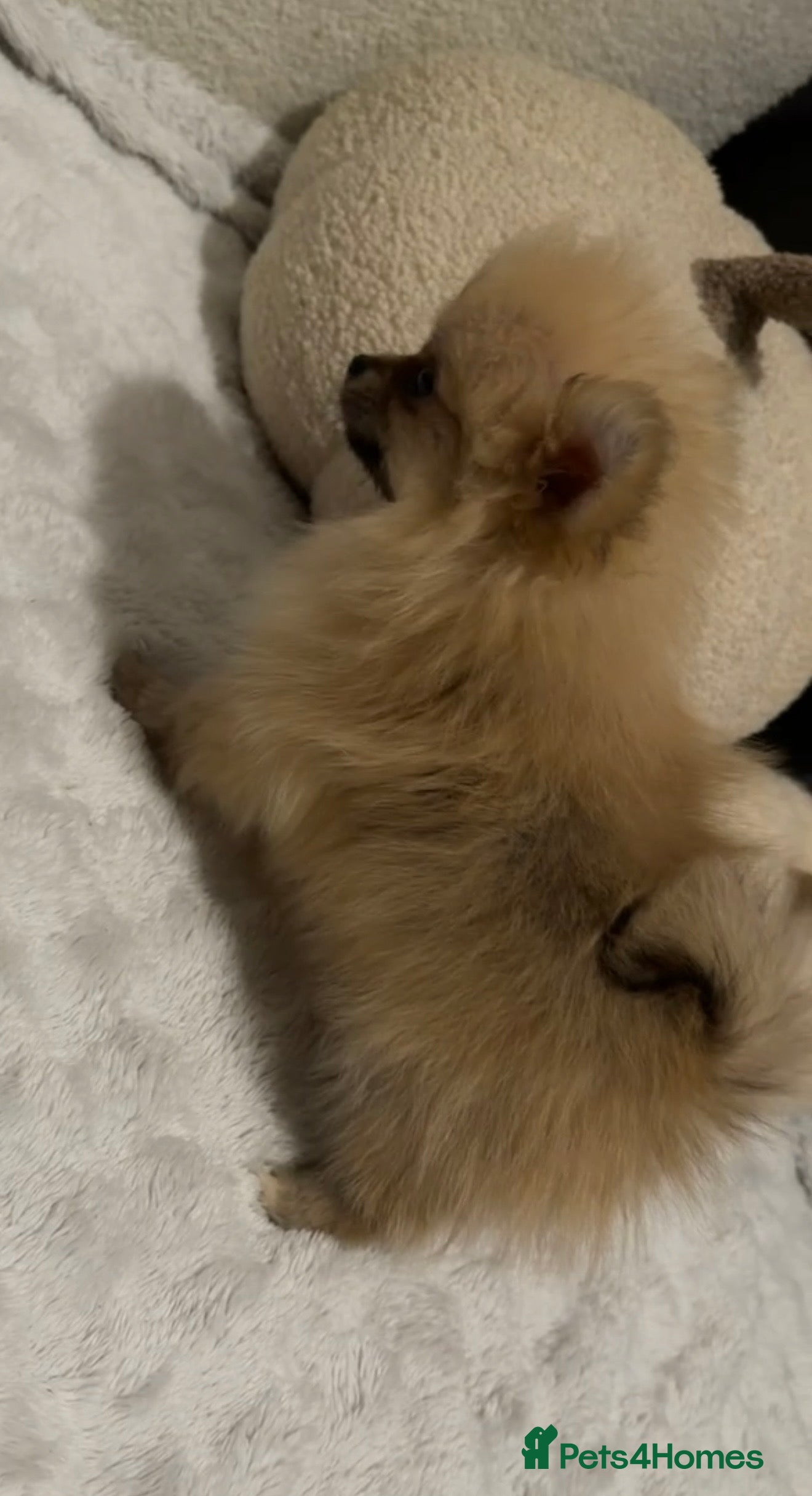 Pomeranian dogs Pomeranian Boy🩵 in Yeovil - Advert 1