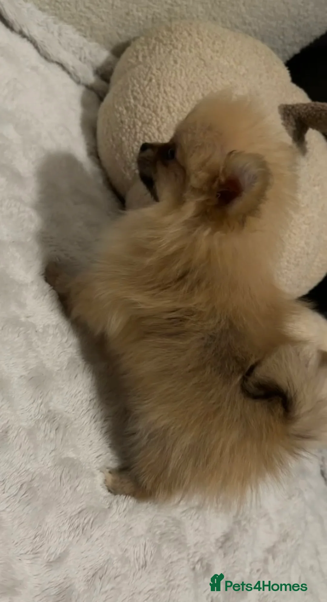 Pomeranian dogs for sale: Pomeranian Boy🩵 in Yeovil - Advert 1