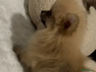 Pomeranian dogs Pomeranian Boy🩵 in Yeovil - Advert 1