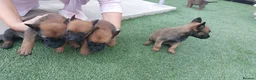 Belgian Shepherd Dog dogs for sale: Outstanding Belgium malinois puppies  - Advert 24