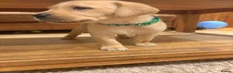 Labrador Retriever dogs for sale: Beautiful KC Registered Yellow Puppies - Advert 2