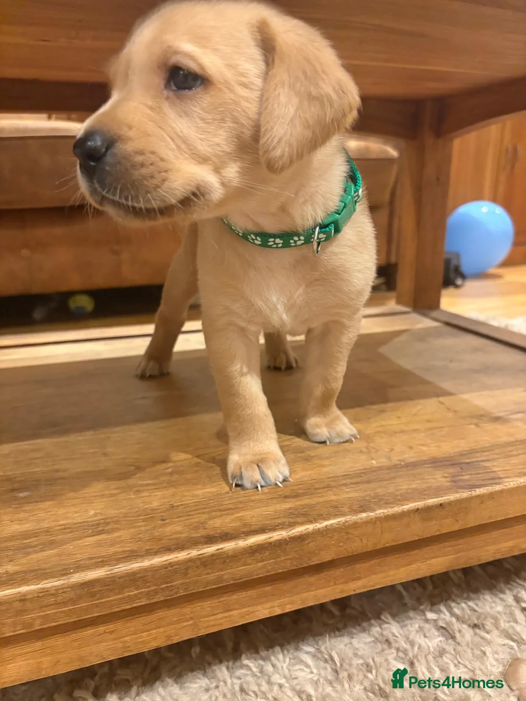 Labrador Retriever dogs for sale: Beautiful KC Registered Yellow Puppies - Advert 2