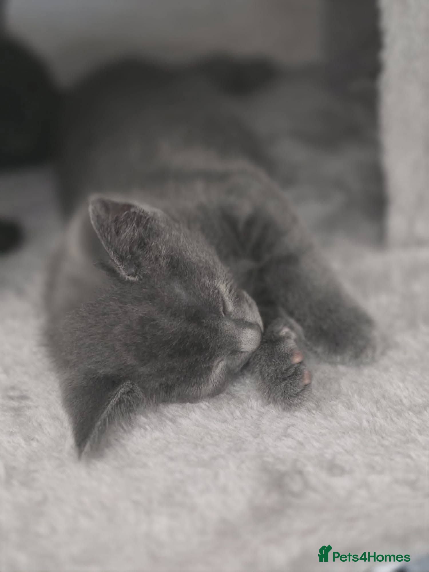 Mixed Breed cats Buzz for adoption - Advert 3