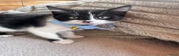 Mixed Breed cats for sale: Beautiful 8week old kittens  - Advert 6