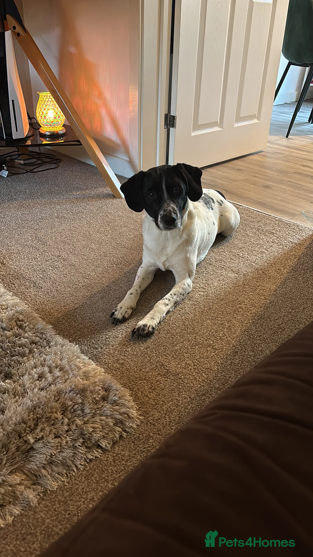 Mixed Breed dogs for sale: Jimmy - Advert 4
