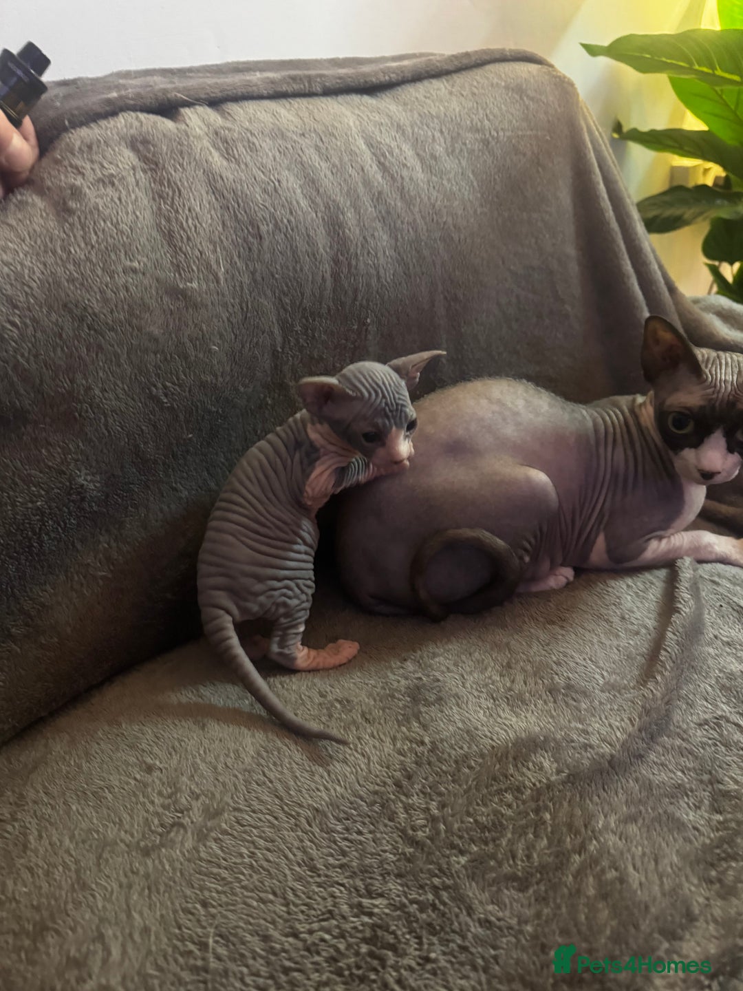 Sphynx cats for sale: Adorable female Sphynx  - Advert 5
