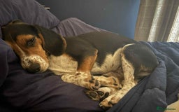Beagle dogs for adoption: Bonnie needs her forever home  - Image 4
