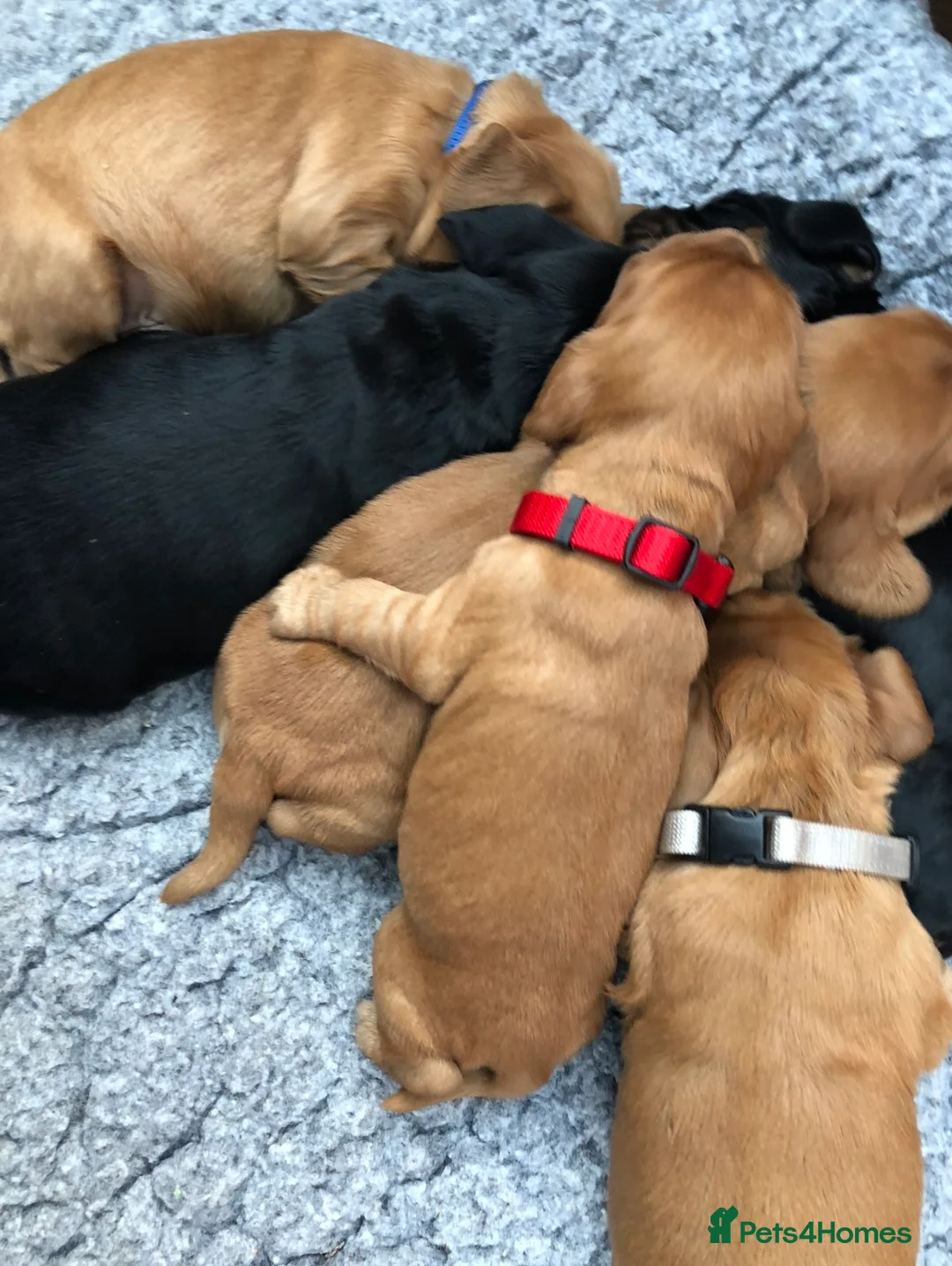 Cocker Spaniel dogs for stud: KC health tested show cocker spaniel in Swansea - Advert 5