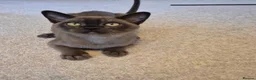 Burmese cats for sale: Stunning Pedigree Burmese Kittens - Advert 2