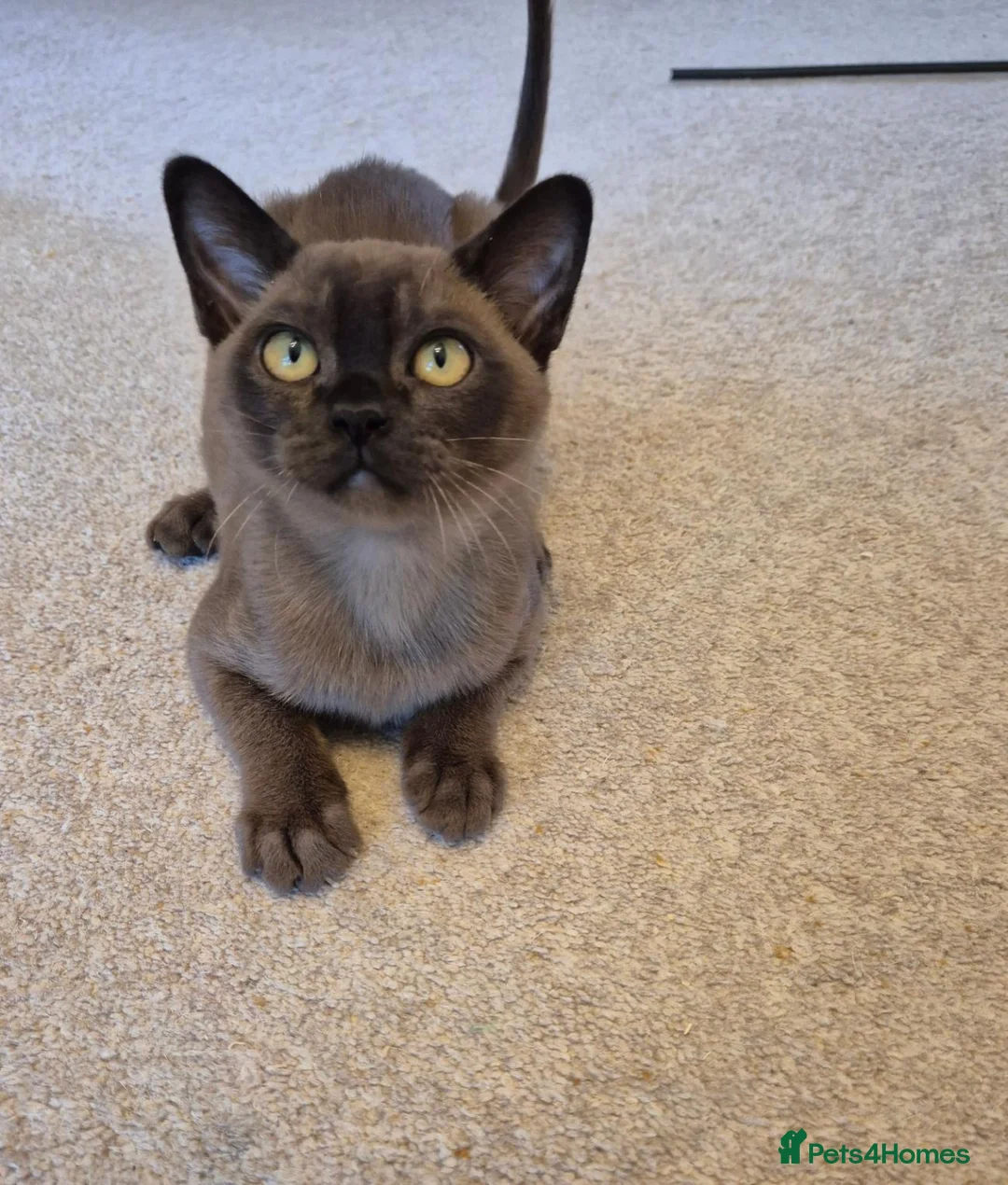 Burmese cats for sale: Stunning Pedigree Burmese Kittens - Advert 2