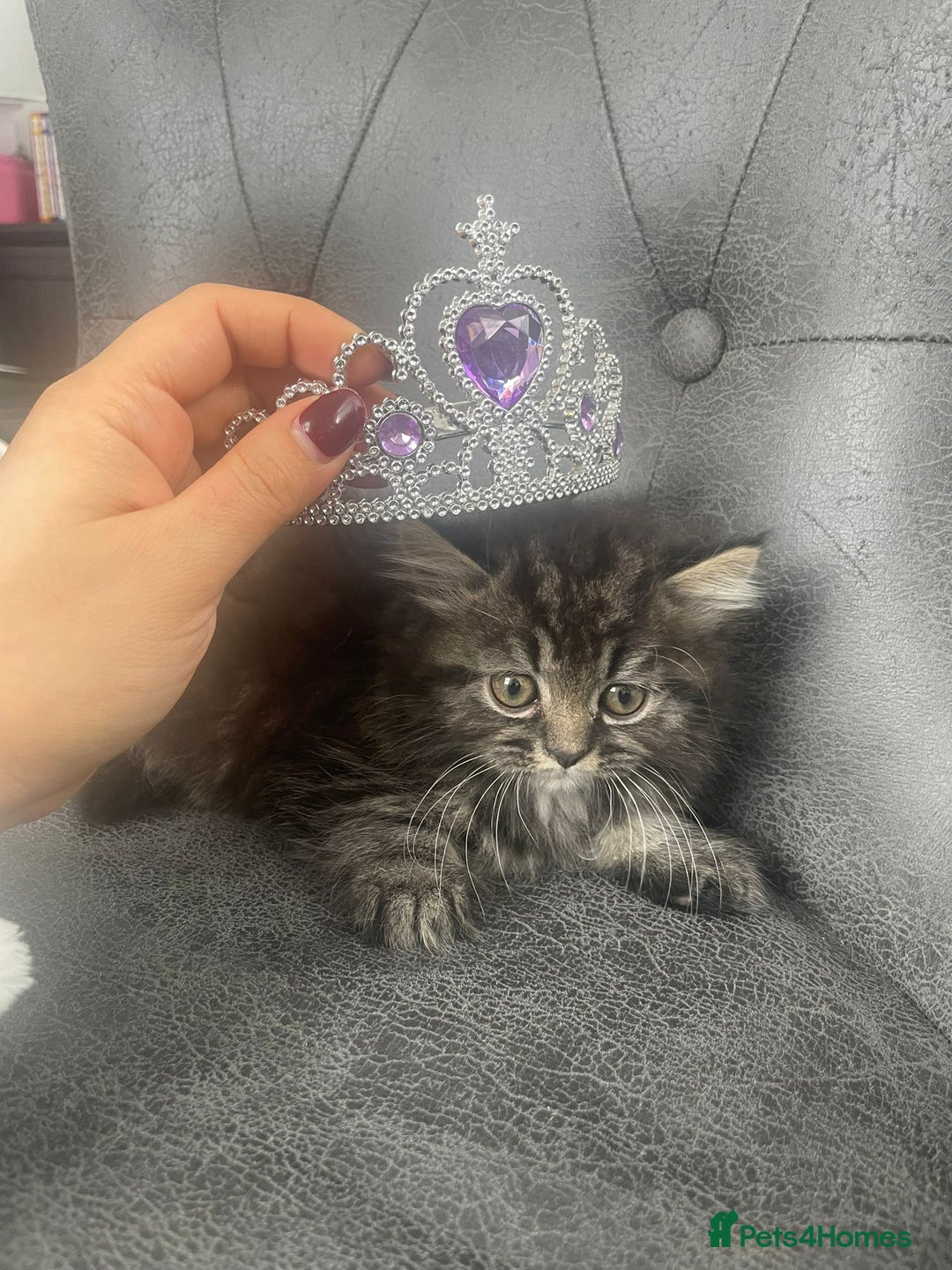 Mixed Breed cats for sale: Persian Mix kittens  - Advert 7