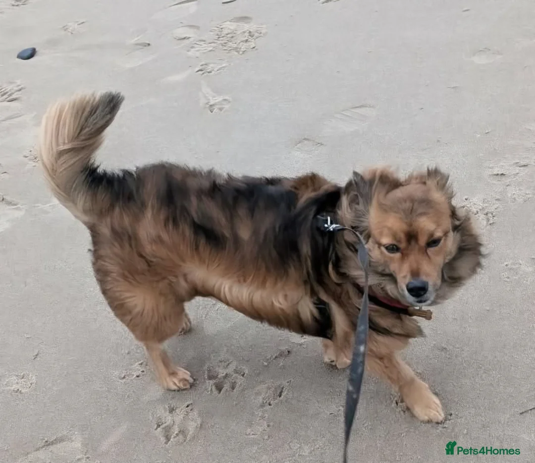 Mixed Breed dogs for adoption: Bear  in Morpeth - Advert 1