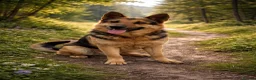 German Shepherd dogs for adoption: 🚨‼️URGENT‼️🚨 Bandit 💙🐾 - Advert 1