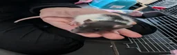 Rat rodents for sale: 10 Beautiful Pet Rats Looking for Forever Homes 🐀 - Advert 8