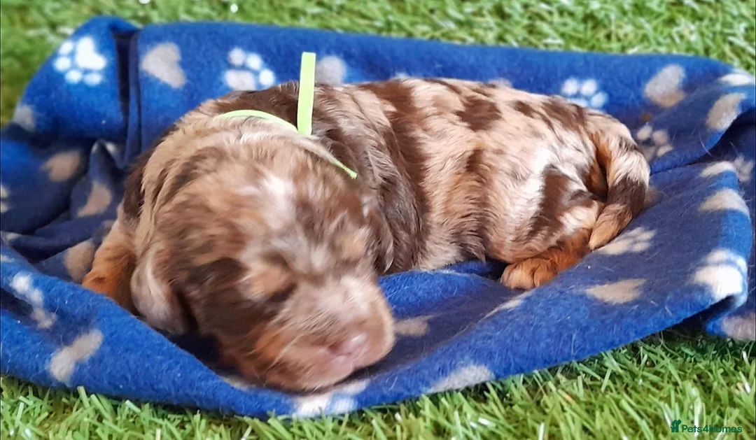 Cockapoo dogs for sale: Beautiful litter of F1 Cockapoo's - Advert 1