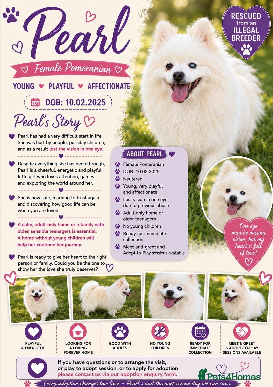 Pomeranian dogs 🐾 PEARL – Female Pomeranian 🐾 - Advert 2