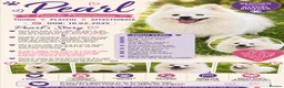 Pomeranian dogs for adoption: 🐾 PEARL – Female Pomeranian 🐾 - Advert 2