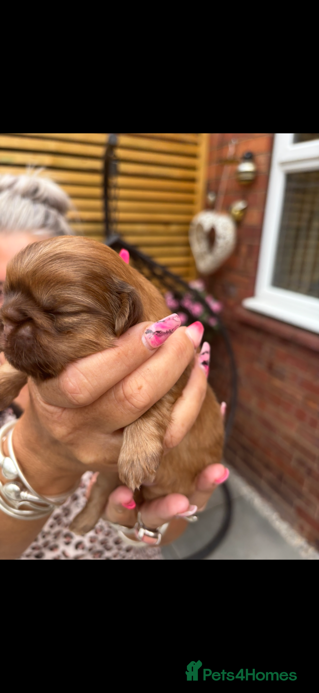 Shih Tzu dogs for sale: Imperial shih tzu puppies - Image 15